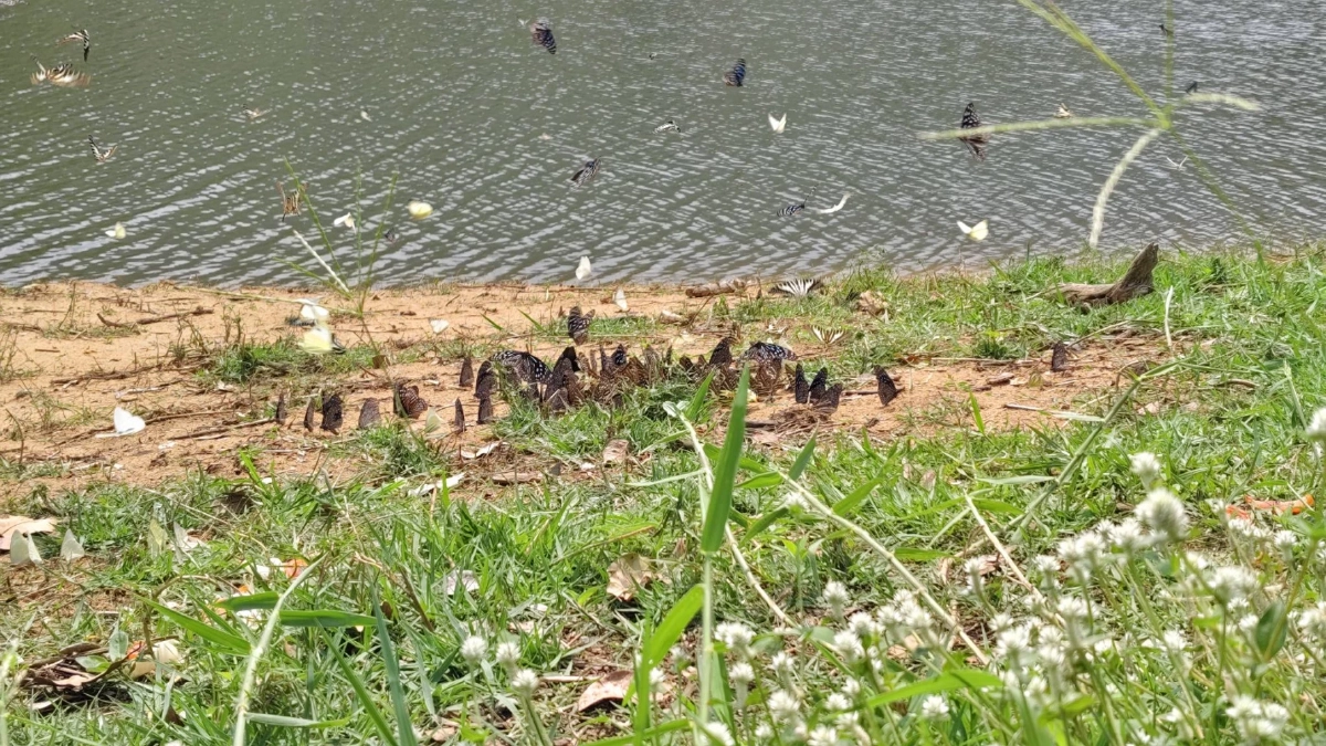 ฝูงผีเสื้อนับพันบุกแก่งวังวนโคราช อวดโฉมรับหน้าร้อน