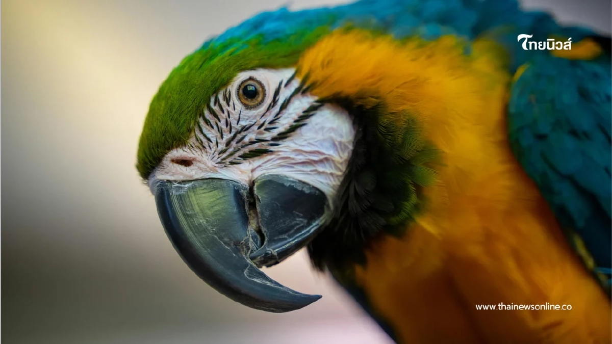 ดีอี ยืนยันพบผู้ป่วย “โรคไข้นกแก้ว” รายแรกในไทย