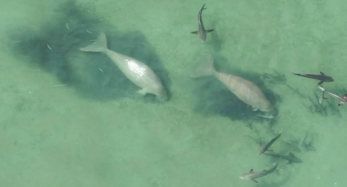 นาทีชีวิต! เร่งวางแผนล้อมจับพะยูนตรัง เชือกรัดลึกถึงกระดูก