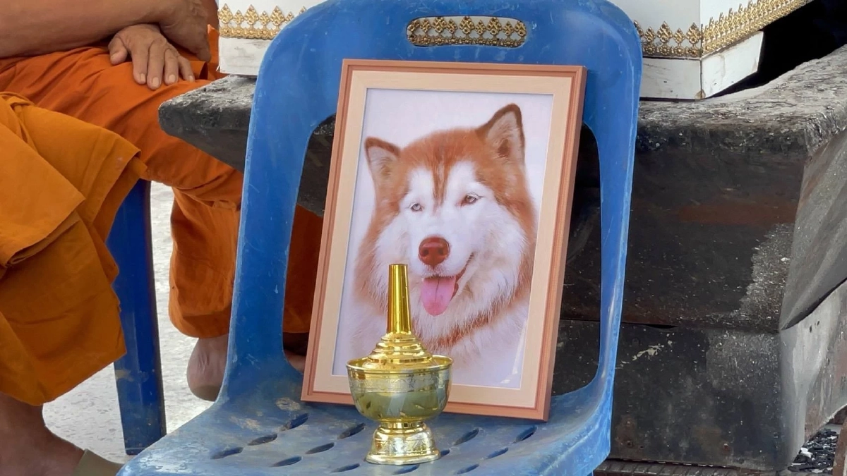 ไม่รอด อดีตเจ้าของ "น้องมอลลี่" เผยข่าวดีจับผู้ก่อเหตุได้แล้ว