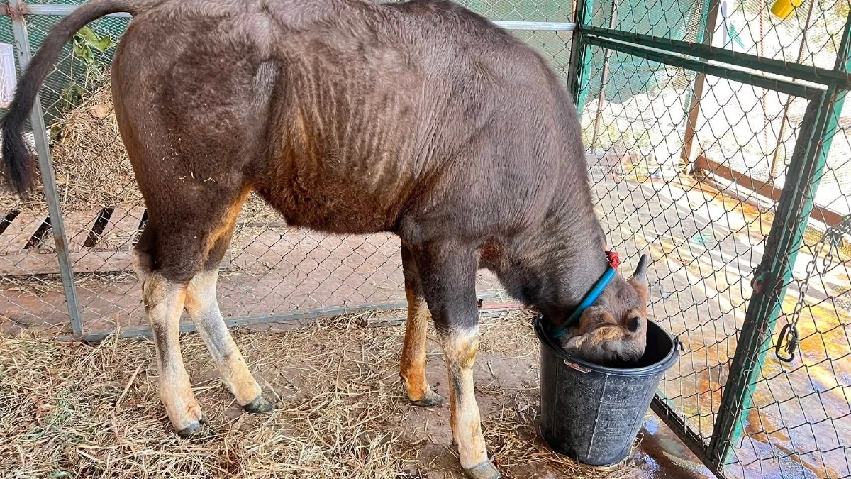 "ลูกกระทิงพลัดหลงโตไว 3 เดือน น้ำหนักแตะ 100 กิโลกรัม!"