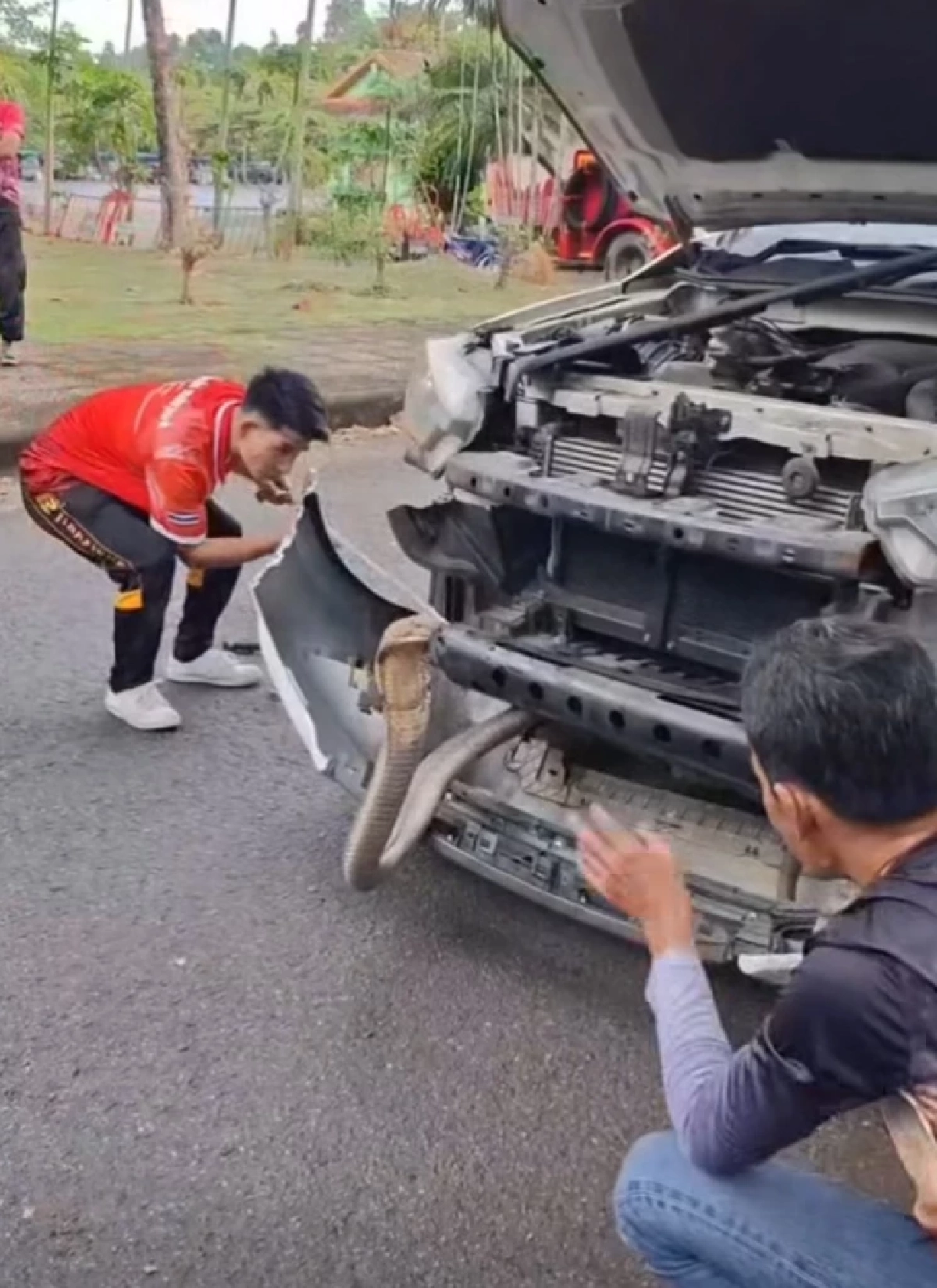 เลขทะเบียน งูจงอาง แผ่แม่เบี้ยหราหน้ารถ 4 ชม. กว่าจะจับได้