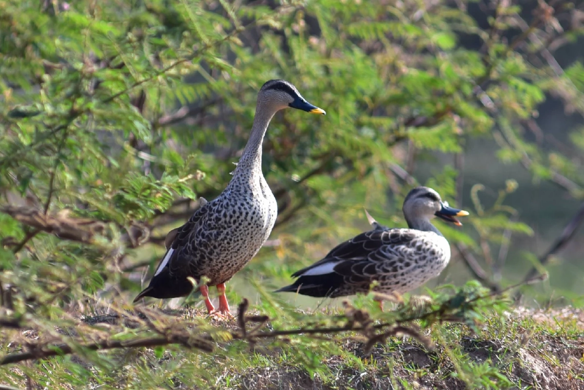 ไม่ใช่นกอพยพแล้ว! เป็ดเทาพันธุ์อินเดียยึดบุรีรัมย์วางไข่ครั้งแรก