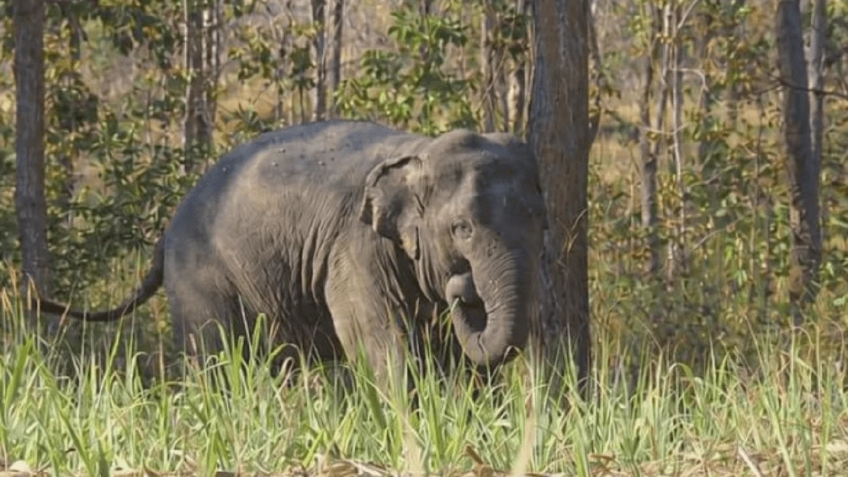 ดร.อลงกต จี้รัฐสภาใช้กรณีสีดอหูพับปฏิรูปกฎหมายทั้งระบบ