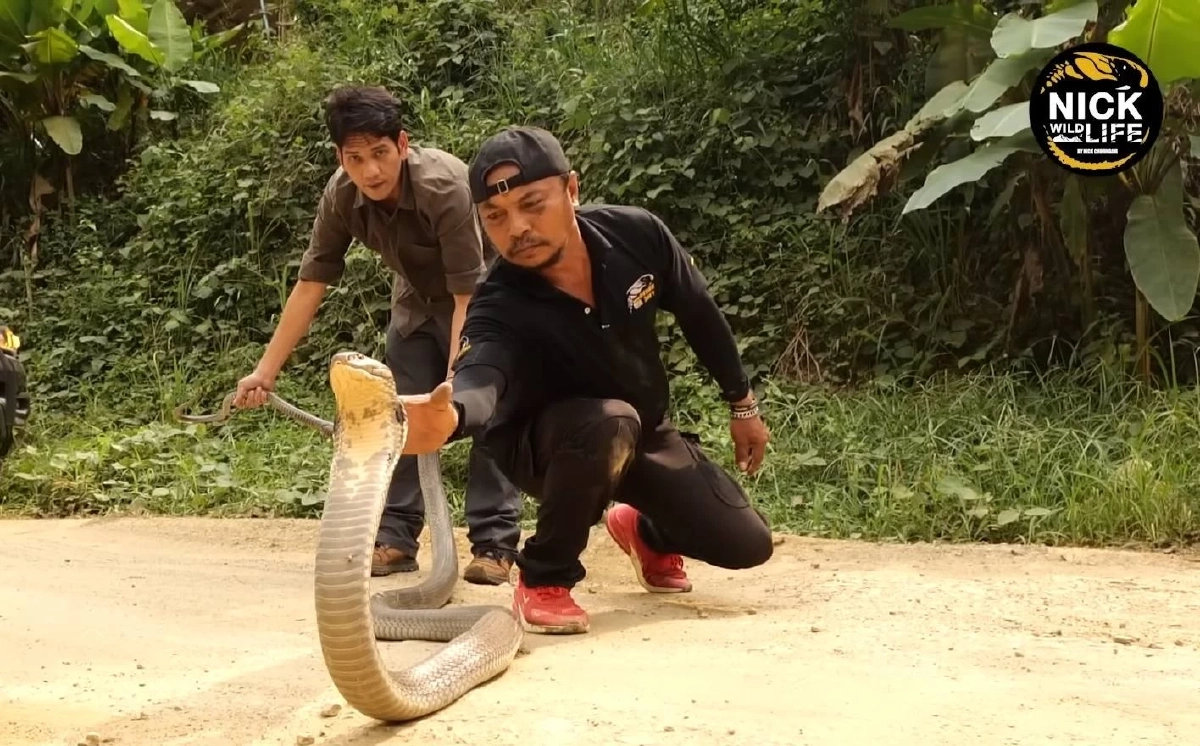 จิตอาสาจับงู ป่วยหนัก "นิค อสรพิษวิทยา" วอนช่วยหลังค่ารักษาพุ่ง