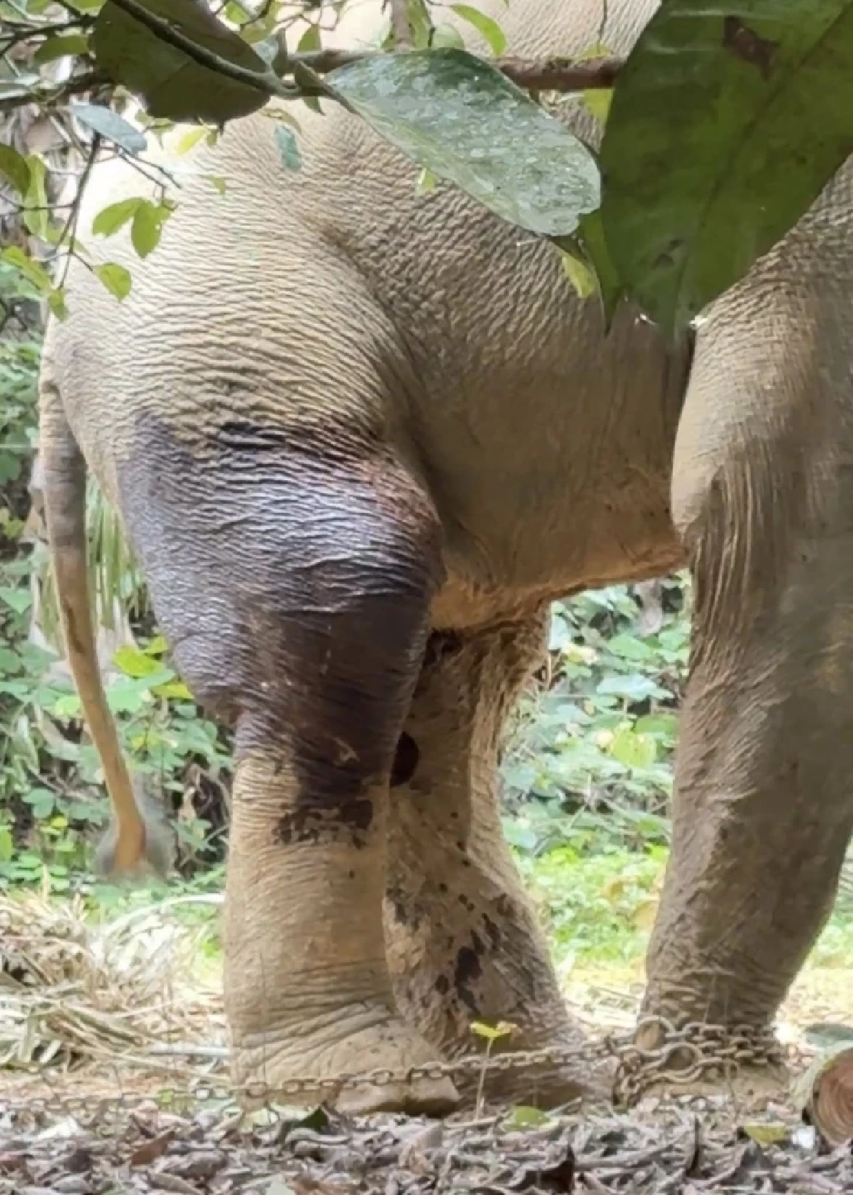 นาทีชีวิต! ช้างพลายตกเขาขาหัก ขยับไม่ได้ หมอโบว์เร่งช่วย