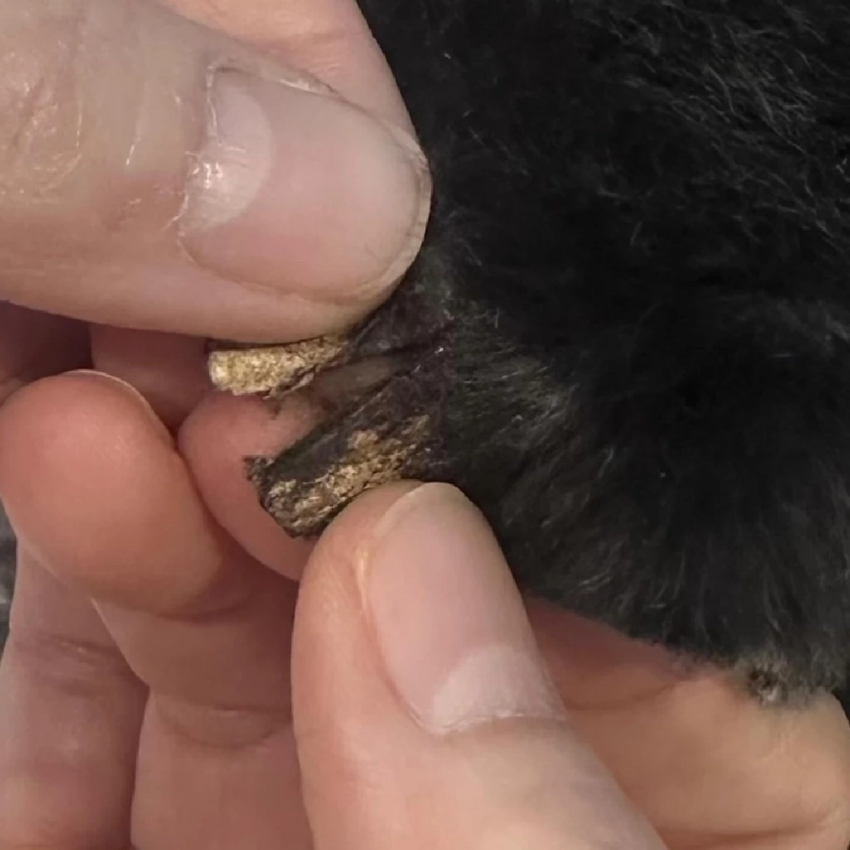 หนูเล็ก ก่อนบ่าย โวยร้านตัดขน ทำหมาสุดรักหูฉีกลึก 2 ซม.