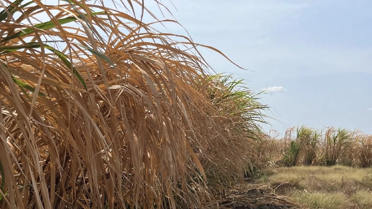 อ้อยชายแดนพังยับ สงครามเขมรทำระส่ำ วิกฤติรุนแรงที่สุด