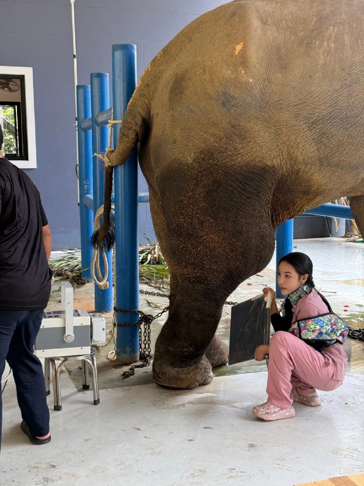 อัปเดตอาการ "พลายเดียว" ช้างพังงาขาหัก ผลเอ็กซเรย์ทำเอาบีบหัวใจ