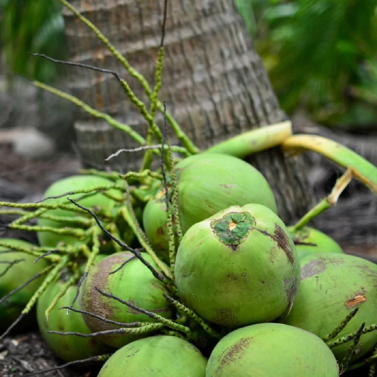 มะพร้าวน้ำหอมราชบุรี ผงาดคว้า GI ใน EU บุกตลาดยุโรป 27 ประเทศ