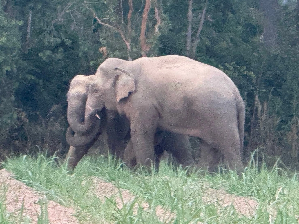 ที่มา : กรมอุทยานแห่งชาติ สัตว์ป่า และพันธุ์พืช