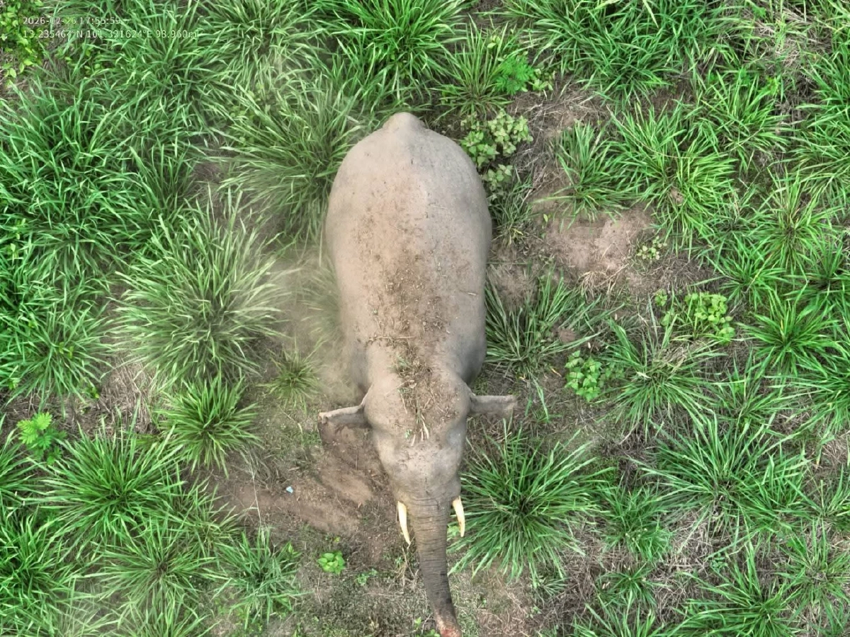 ด่วน! สั่งคุมเข้มช้างป่าบุกชุมชน 5 จังหวัด เฝ้าระวัง 24 ชม. 