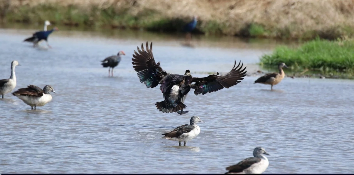 สำนักอนุรักษ์สัตว์ป่า เผยความสำเร็จการฟื้นฟูประชากร เป็ดหงส์