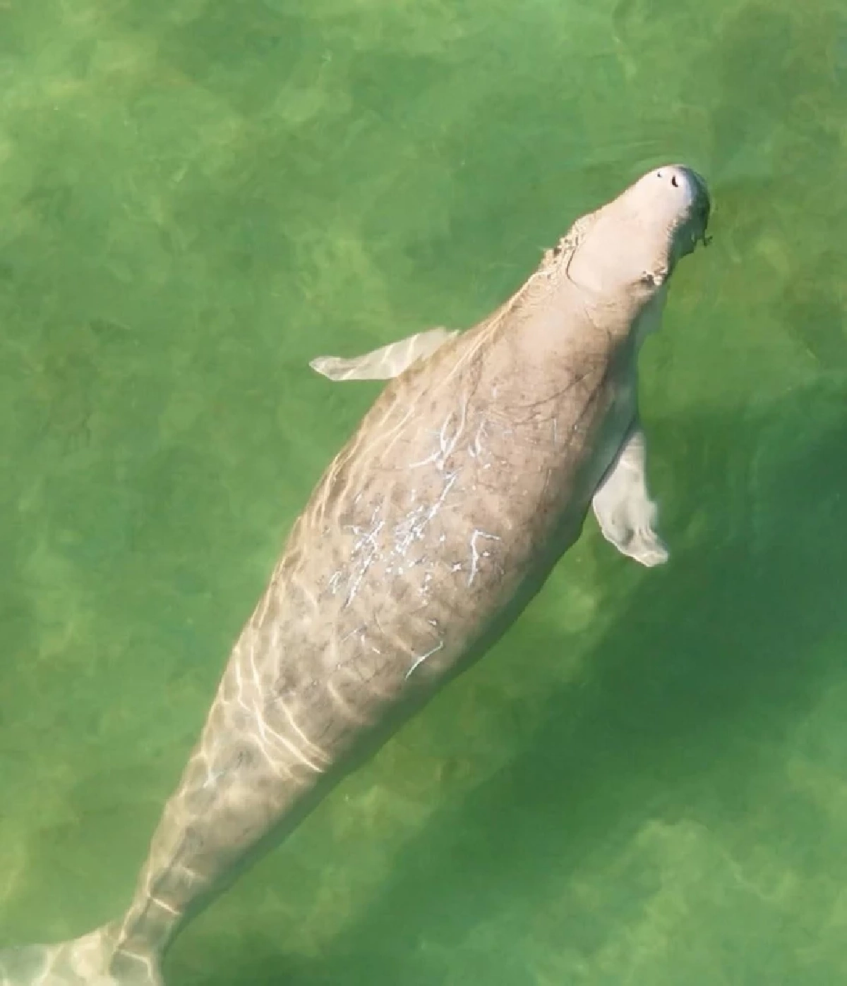 นาทีชีวิต! เร่งช่วยพะยูนถูกอวนรัดครีบ หลังโดรนพบแม่ลูกลิบง