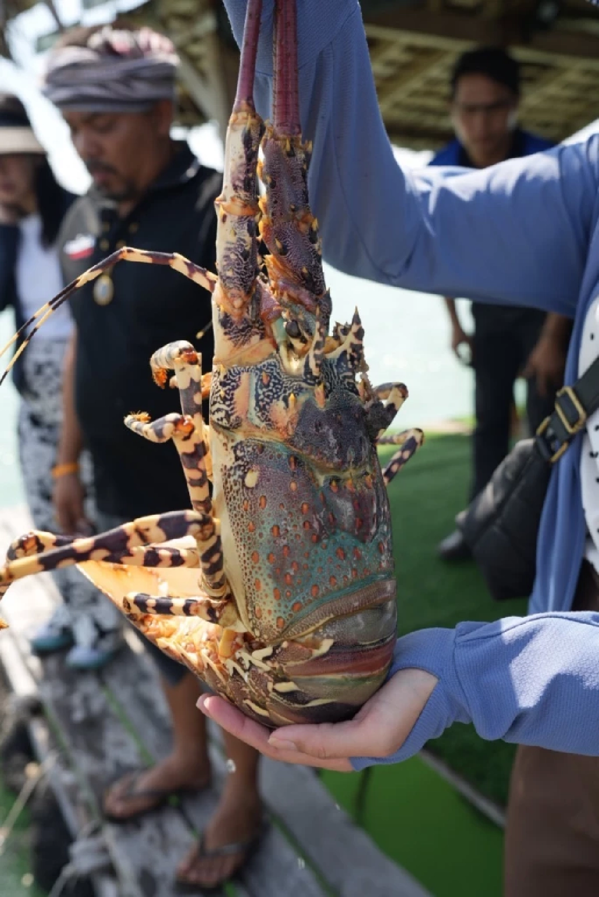 กุ้งมังกร 7 สีภูเก็ต GI ใหม่ พรีเมียม สมฉายา ฟัวกราส์แห่งท้องทะเล