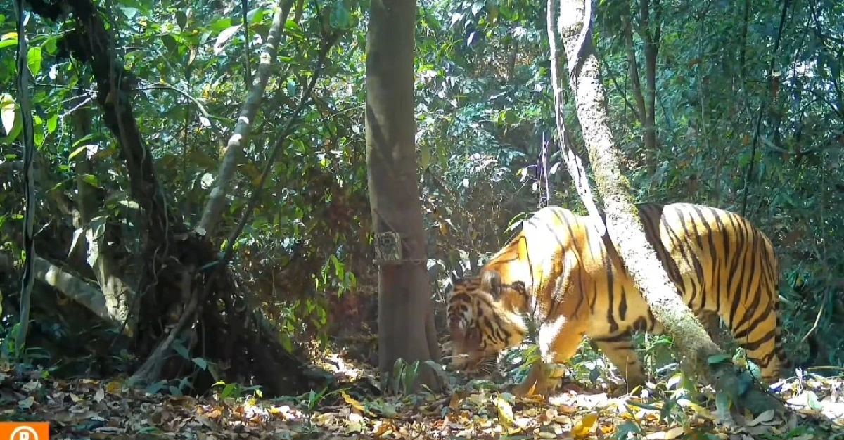 ณเดชเปิดตัวแฟนใหม่! ภาพหลุดกลางป่าแก่งกระจาน ทำคอข่าวลุ้นตัวโก่ง