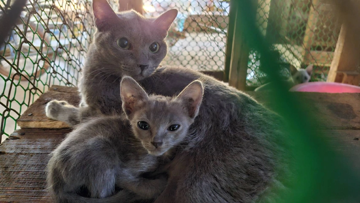 โคราชเดินหน้าขยายพันธุ์แมวสีสวาด หลัง ครม.ยกแมวไทยเป็นเอกลักษณ์ชาติ