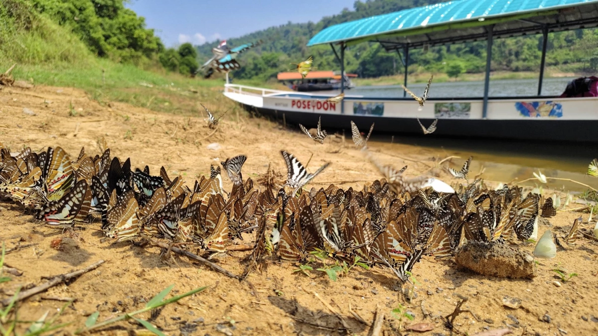 ฝูงผีเสื้อนับพันบุกแก่งวังวนโคราช อวดโฉมรับหน้าร้อน