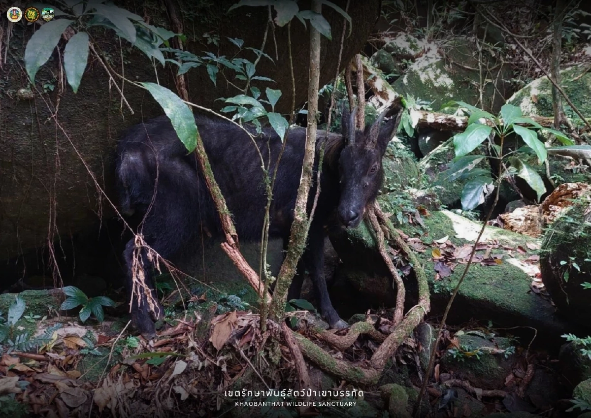 เจ้าหน้าที่พบเลียงผาโผล่อวดโฉม บ่งบอกป่าเขาบรรทัดสมบูรณ์
