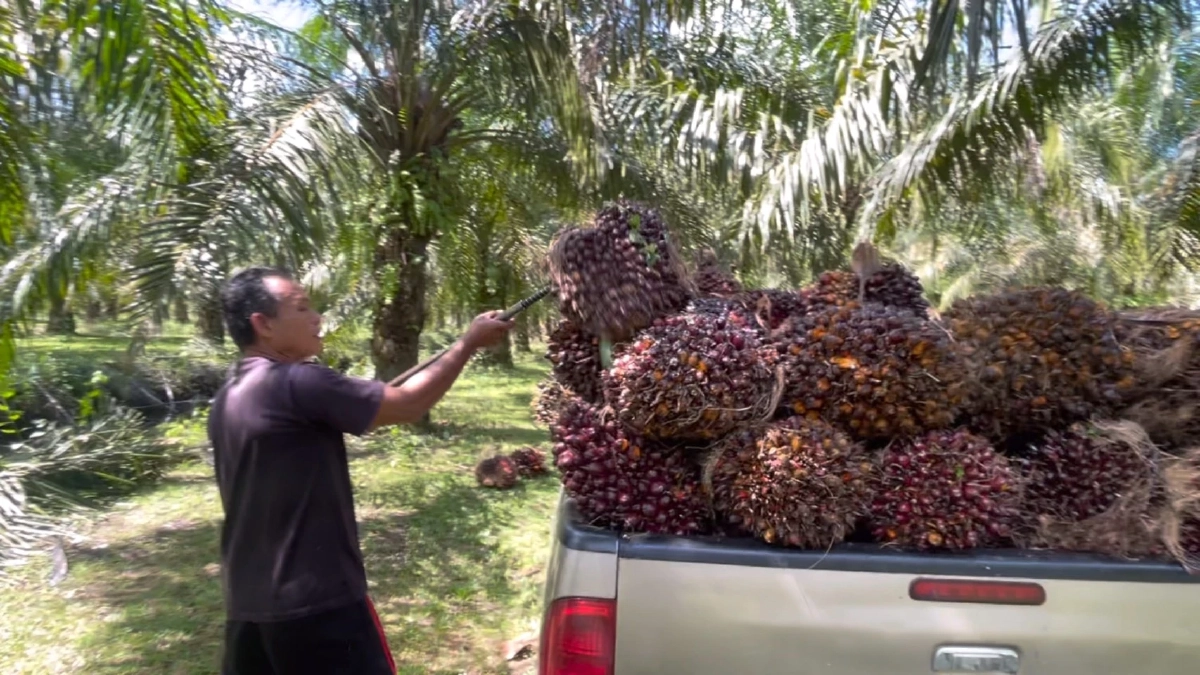 ชาวสวนตรังร้อง ปาล์มราคาดิ่งหลังรัฐประกาศประกัน 5 บาท