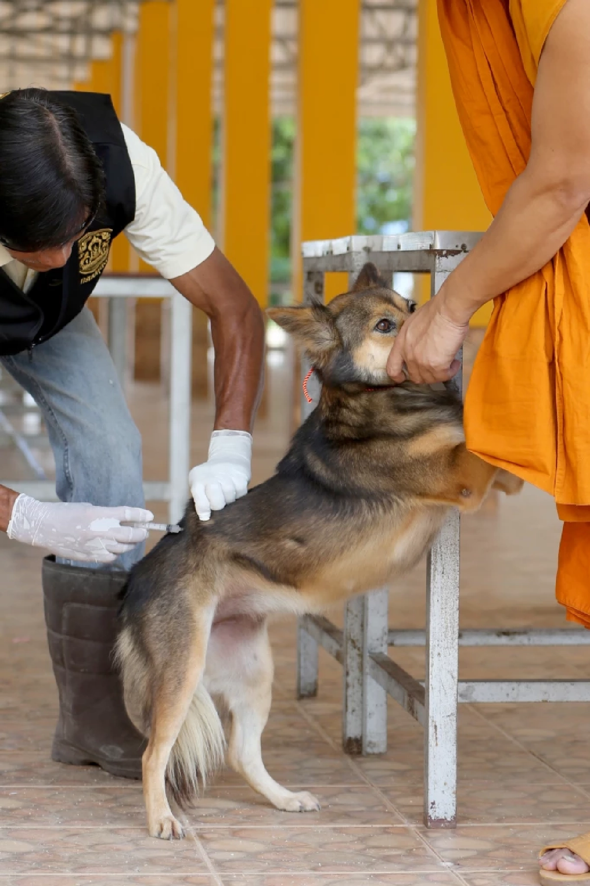 เปิด 10 พื้นที่ในเขตดินแดง บริการฉีดวัคซีนพิษสุนัขบ้า ฟรี!