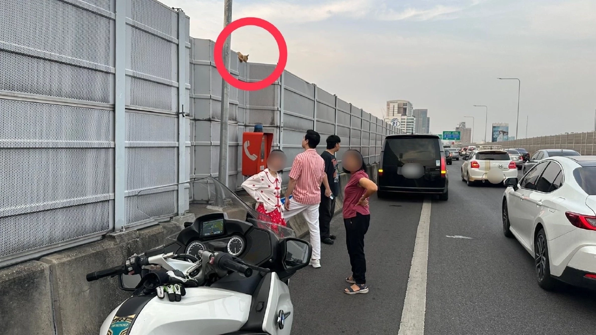 เจ้าหน้าที่ทางพิเศษรวบแมวส้ม หลงบนทางด่วน ล่าสุดมีคนรับเลี้ยงแล้ว