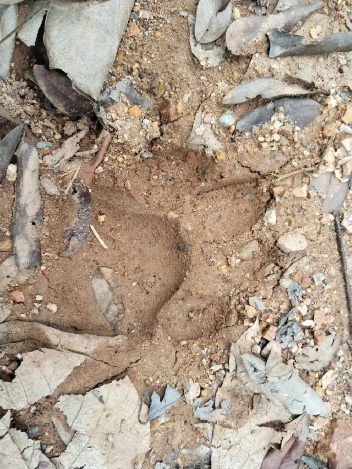 อธิบดีฯ สั่งระดมกำลังโดรนและกล้องดักถ่าย ตามหาเสือโคร่งดอยอินทนนท์