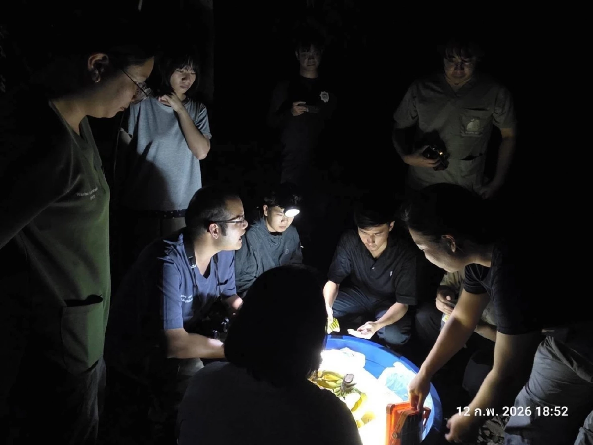 เร่งช่วยแม่ช้างป่าเขาอ่างฤาไนขาหน้าบวมอักเสบ พบน้ำนมมีเลือดซึม