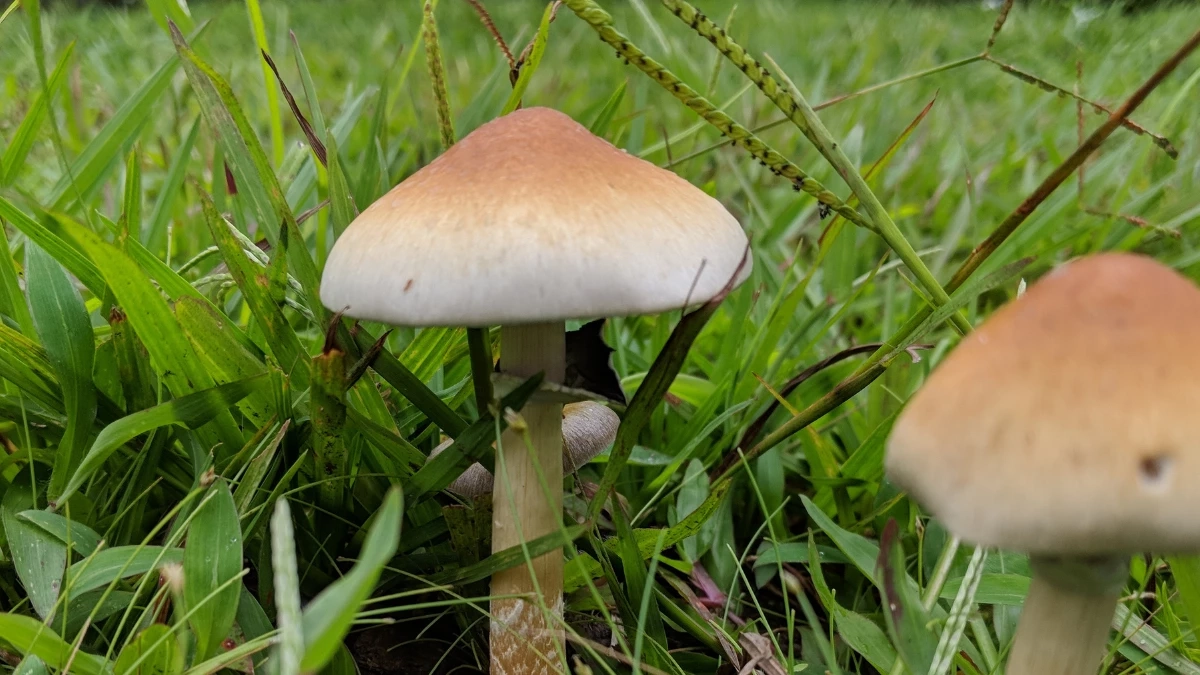 งานวิจัยสะเทือนวงการชะลอวัย? ไซโลไซบินกับคำถามเรื่องอายุขัย 