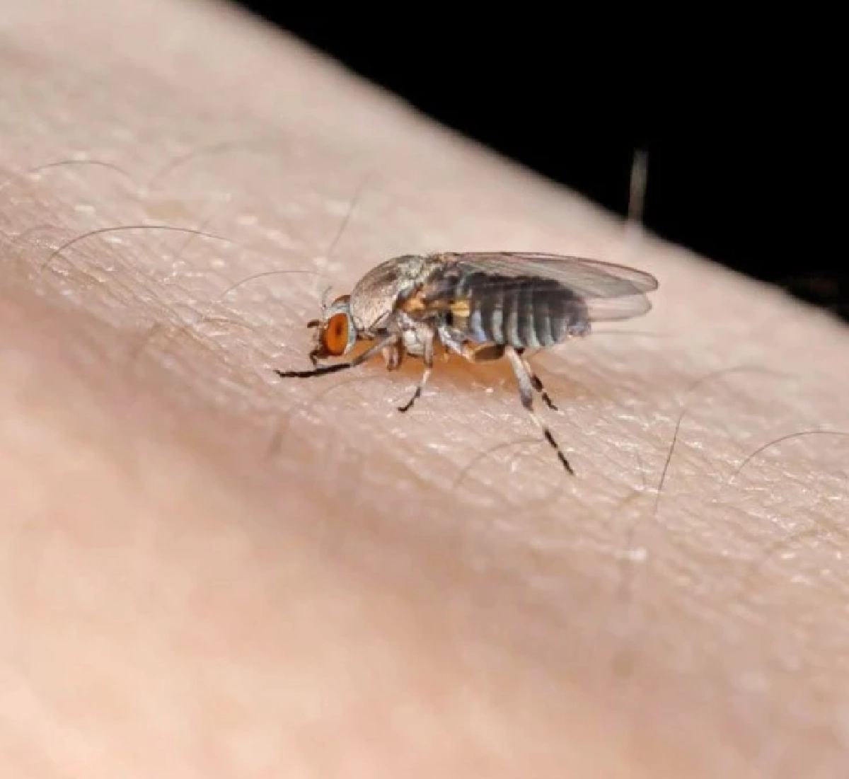 ทำความรู้จัก “ตัวคุ่น”  โดนกัดเสี่ยงติดเชื้อ อันตรายกว่าที่คิด