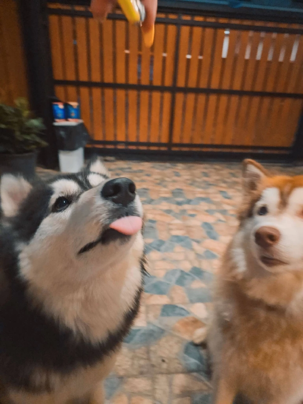 เจ้าของเก่า "มอลลี่" ใจสลาย ห่วงอีกหนึ่งชีวิตอาจรับไม่ไหว