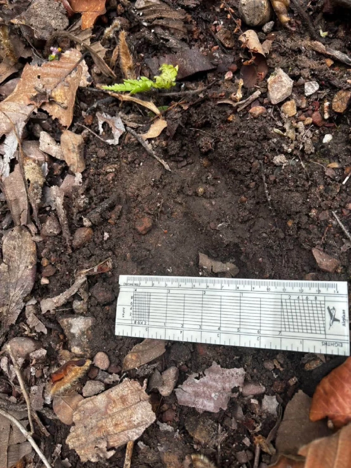 อธิบดีอุทยานฯ สั่งตามรอยเสือโคร่งบุกขย้ำวัวชาวบ้านบนดอยอินทนนท์ 