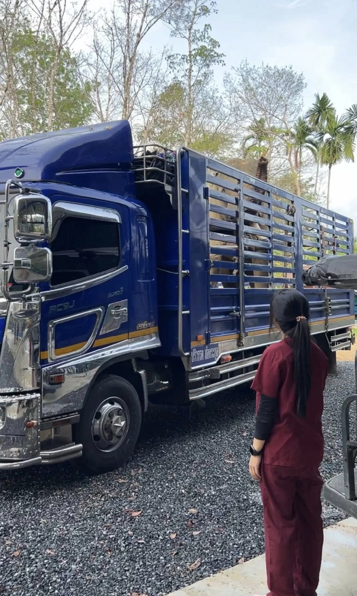 พลายเดียว ช้างตกเขาจากพังงาถึงรพ.ภูเก็ต ผลตรวจเบื้องต้นกระดูกไม่หัก