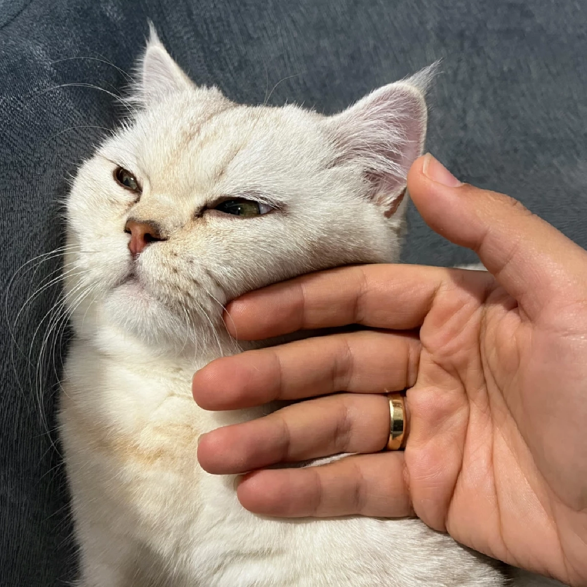 เปิดสาเหตุแมวรำคาญเจ้าของ พร้อมวิธีสังเกตภาษากายที่ทาสควรรู้