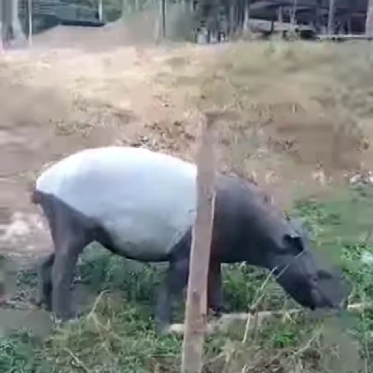 สัตว์ป่าสงวนโผล่หน้าหน่วยฯ คลองแสง สะท้อนระบบนิเวศสมบูรณ์