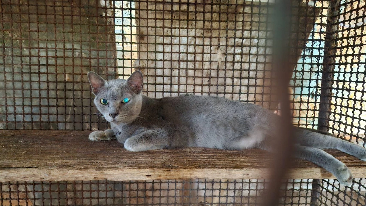 โคราชเดินหน้าขยายพันธุ์แมวสีสวาด หลัง ครม.ยกแมวไทยเป็นเอกลักษณ์ชาติ