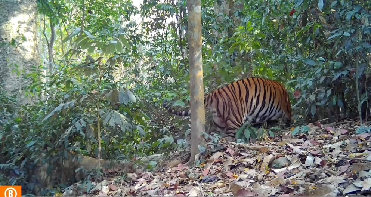 ณเดชเปิดตัวแฟนใหม่! ภาพหลุดกลางป่าแก่งกระจาน ทำคอข่าวลุ้นตัวโก่ง