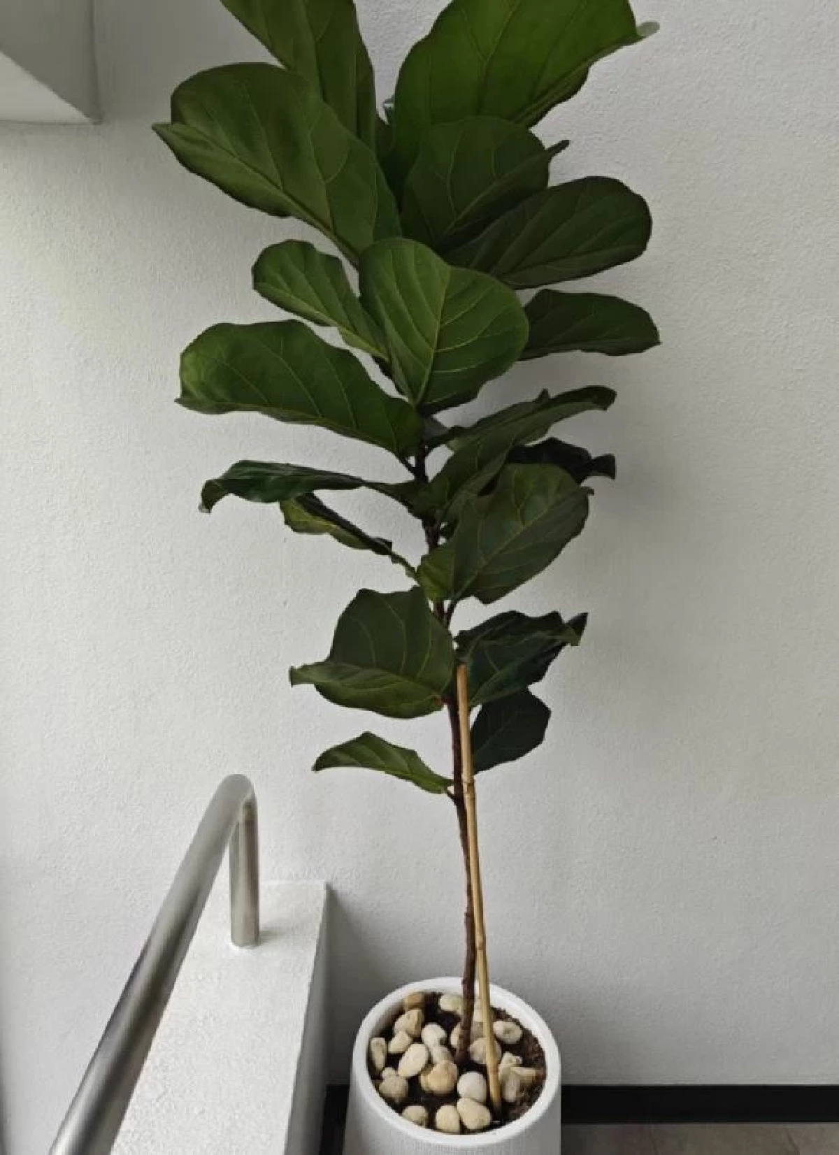 คัดมาแล้ว 5 ต้นไม้ฟอกอากาศ ควรมีติดบ้าน ปลูกง่าย ความหมายมงคล