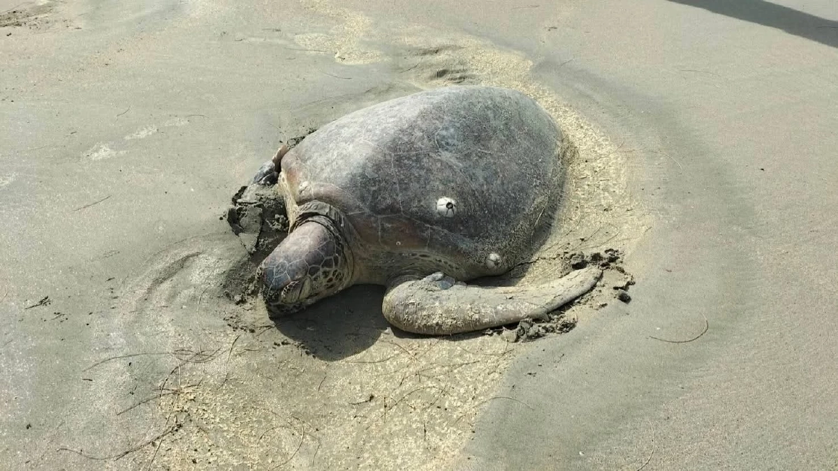 นาทีชีวิต! เจ้าหน้าที่รุดช่วย "เต่าตนุยักษ์" เกยตื้นหาดบางเบน อาการน่าห่วง