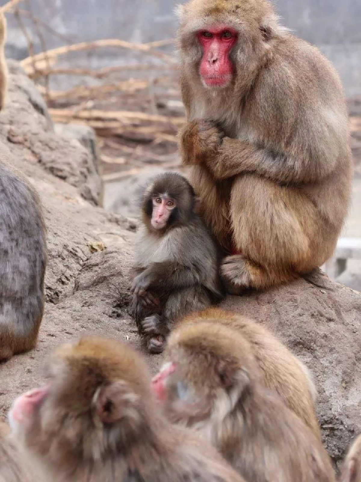 ชีวิตล่าสุด "พั้นช์คุง" ลูกลิงหิมะญี่ปุ่น ใช้ตุ๊กตาเป็นแม่จำลอง