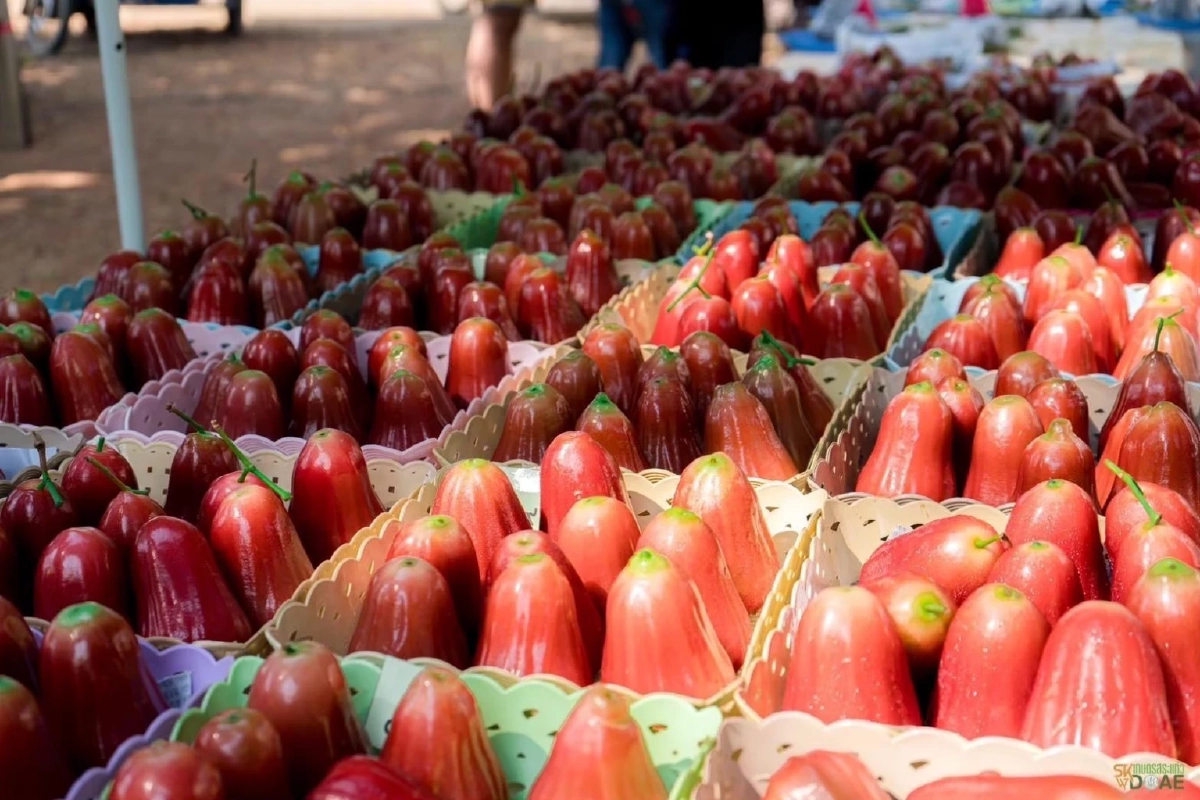 กรมทรัพย์สินทางปัญญา ประกาศ "ชมพู่คลองหาด" ของดีจังหวัดสระแก้ว เป็น GI น้องใหม่