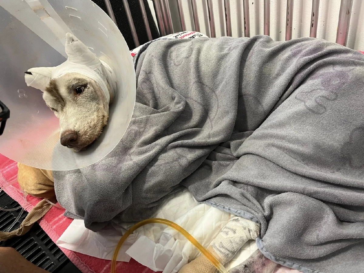 เศร้าอาลัย "น้องมอลลี่" กลับดาวอย่างสงบ หลังไร้ปาฏิหาริย์