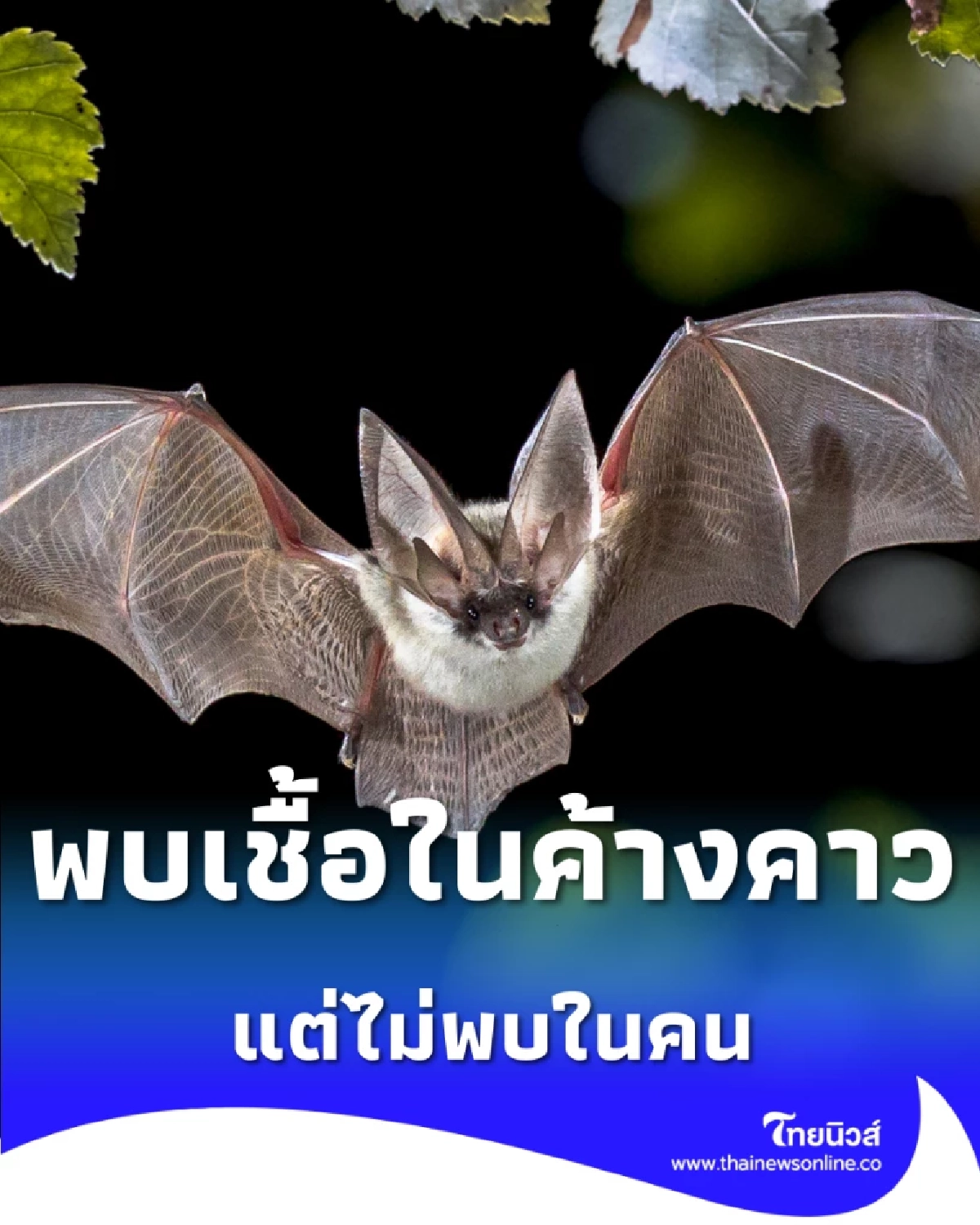 พบเชื้อในค้างคาวแต่ไม่พบในคน ย้ำเป็นโรคติดต่ออันตรายที่รัฐเฝ้าระวังใกล้ชิด