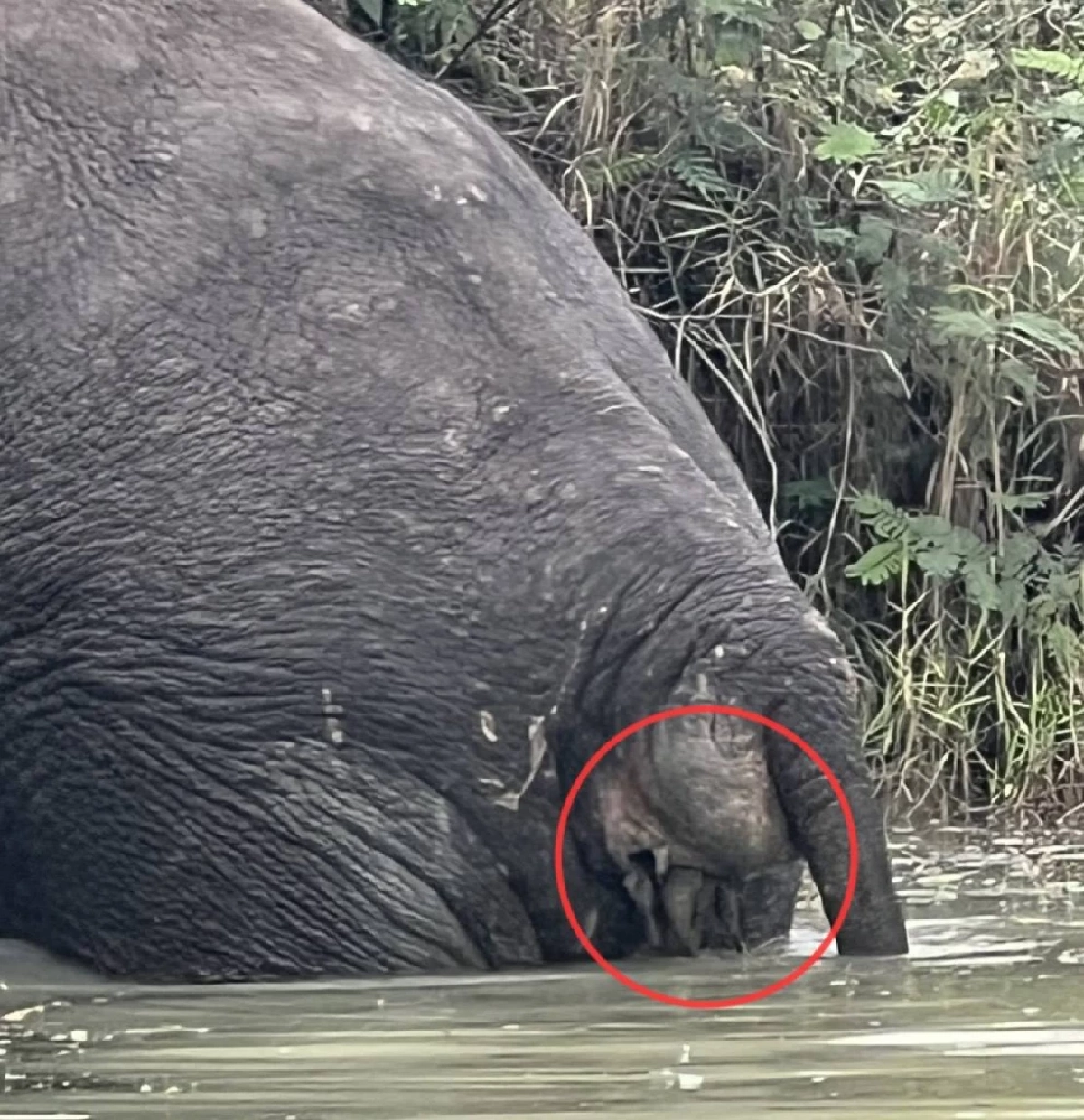 กรมอุทยานฯ แจง พลายด้วน ไม่ได้กินพลาสติกเร่งให้ยาฆ่าเชื้อ 7 วัน