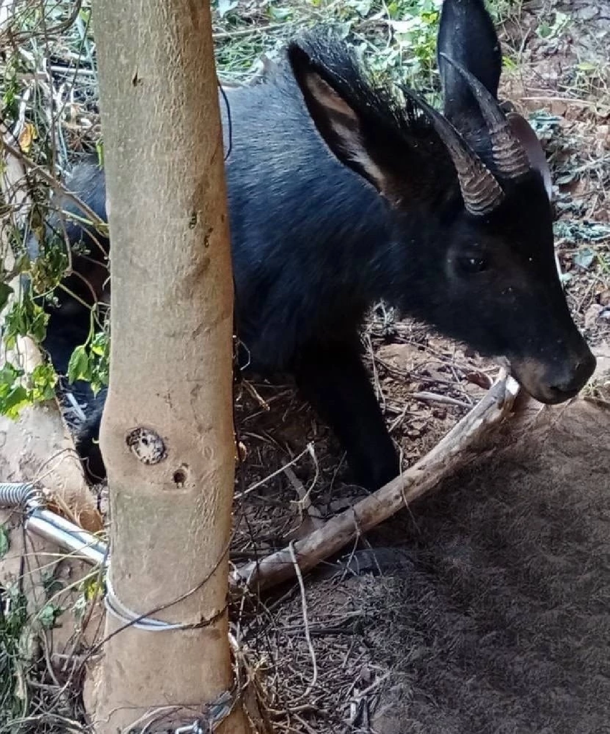 ช่วยชีวิตสำเร็จ! ปล่อย เลียงผา พ้นบ่วงสลิง M6 คืนป่าเขาภูหลวง