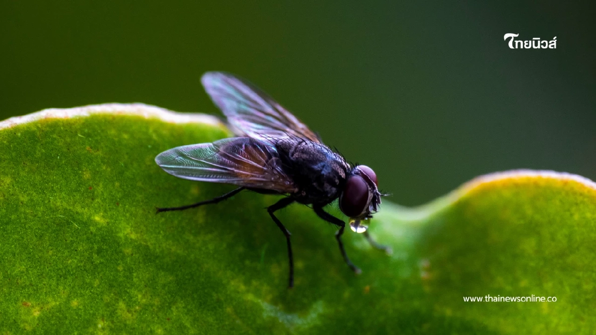 กัดทีสะเทือนทั้งผิว สถาบันโรคผิวหนังเตือน ระวัง “ตัวคุ่น” กัดเสี่ยงอักเสบ