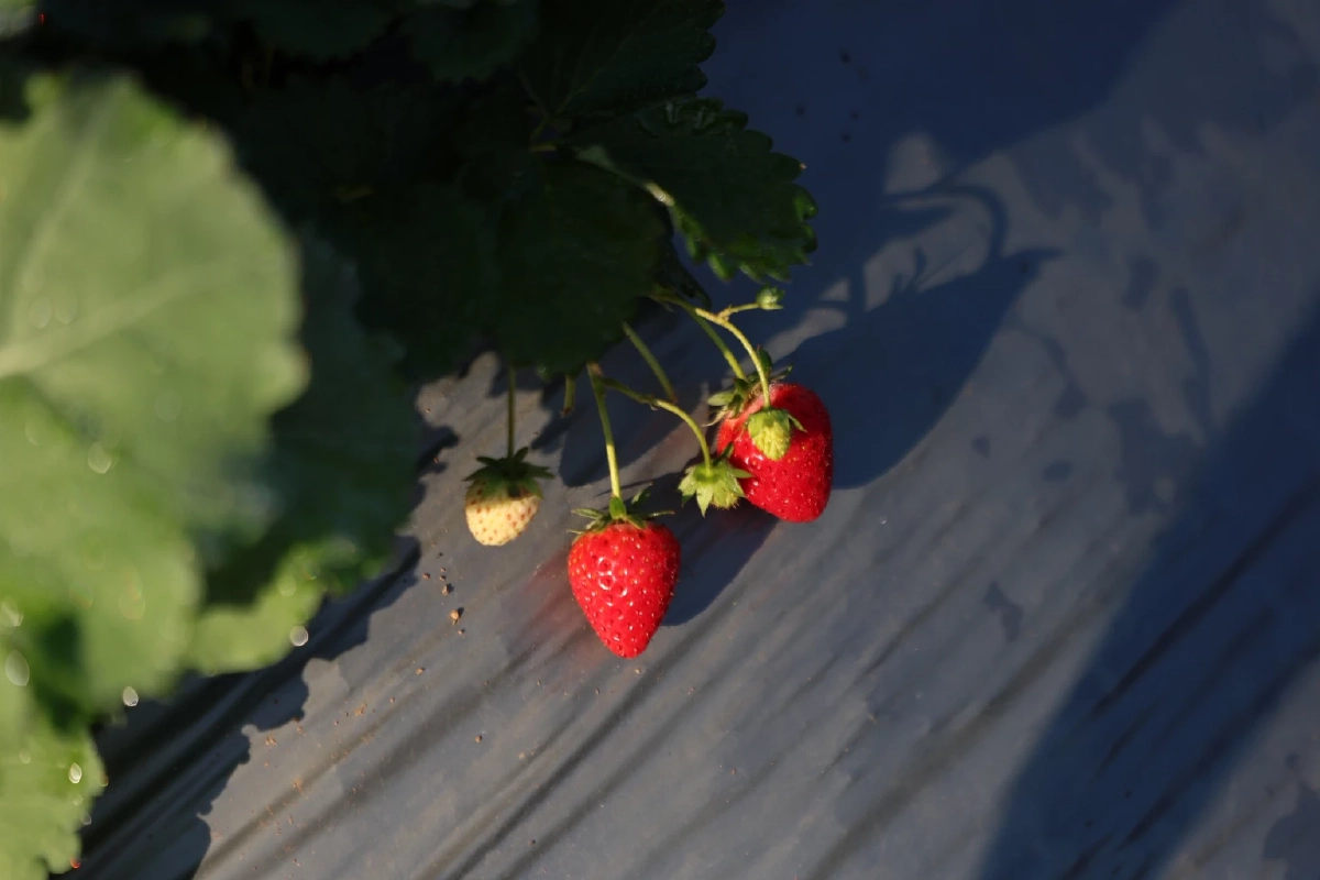 เปิดขายแล้ว"ดอยคำ"สตรอว์เบอร์รี พรีเมียม ส่งตรงจากเกษตรกรไทย มาตรฐานสากล