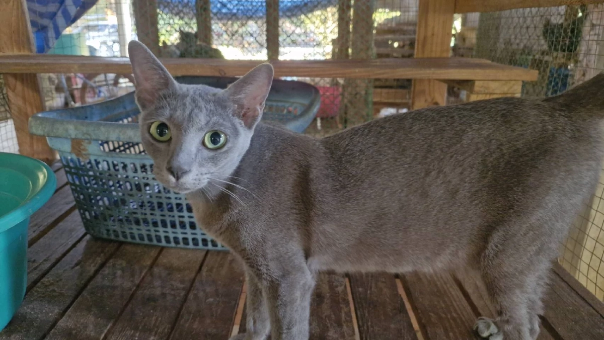 โคราชเดินหน้าขยายพันธุ์แมวสีสวาด หลัง ครม.ยกแมวไทยเป็นเอกลักษณ์ชาติ