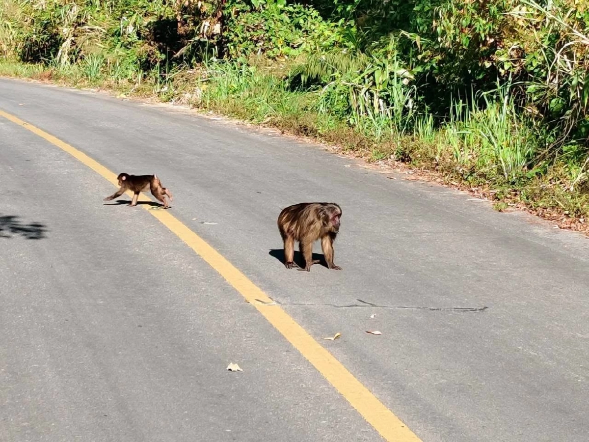 แม่วงก์เตือนผู้ใช้ทางหลวง 1117 ชะลอความเร็ว ระวังสัตว์ป่า