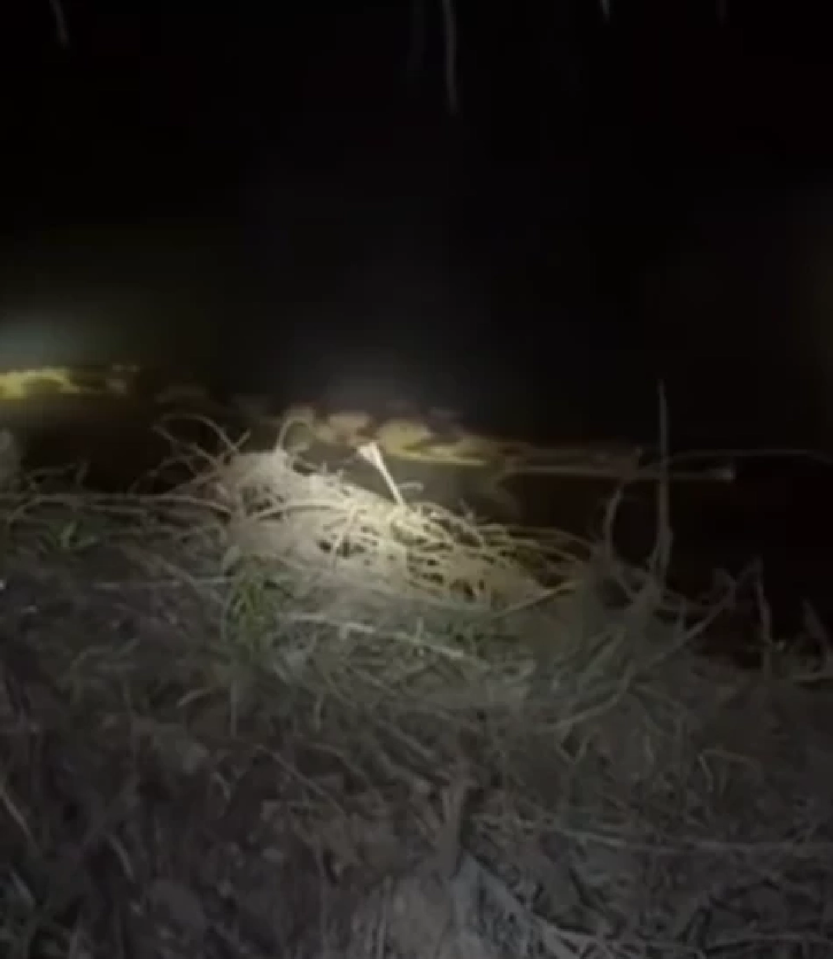 ฮือฮา พบสัตว์หายากคืนถิ่นไทย เจอในธรรมชาติครั้งแรก หลังเชื่อสูญพันธุ์